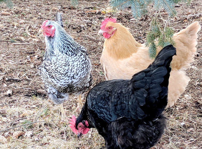 Bélgica y Francia registran brotes de gripe aviar en parvadas de traspatio
