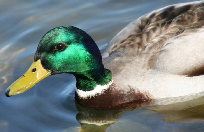 Highly pathogenic avian flu now in Delaware, New Hampshire