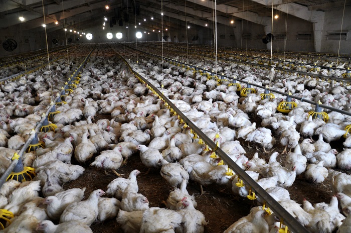 6 aspects of poultry production in need of innovation