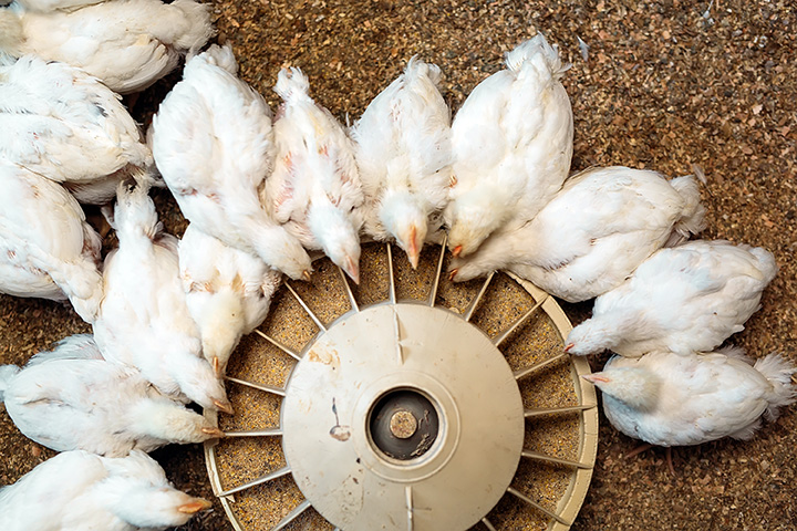 Poultry industry less profitable in 2023 so far