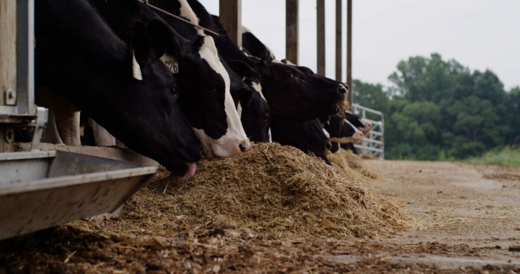 Cows Have a Methane Problem. Dairy Farmers are Hoping New Innovations Can Help