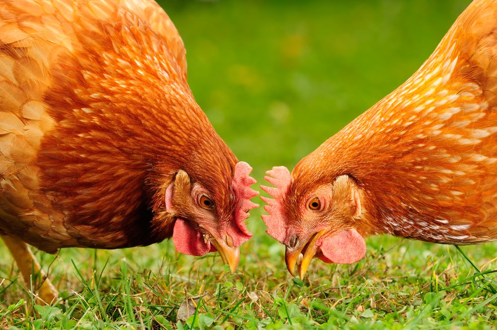 ¿Cuándo utilizan las gallinas ponedoras la energía dietética para la producción de huevos?