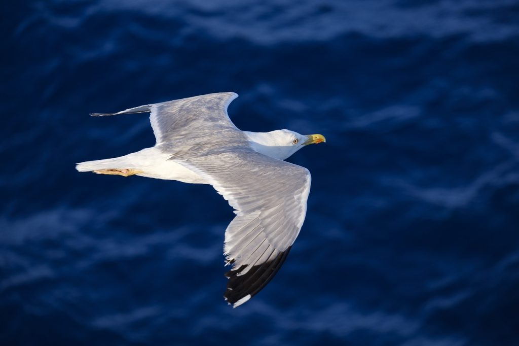 Seabirds with AI immunity could offer antibody insight