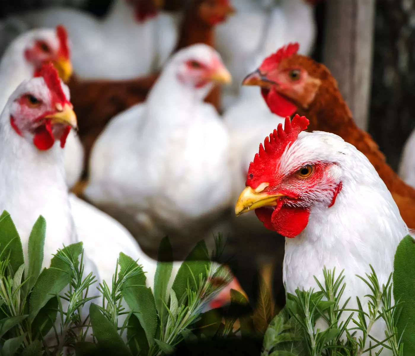 Combatiendo la Coccidiosis aviar, ¿qué alternativas hay