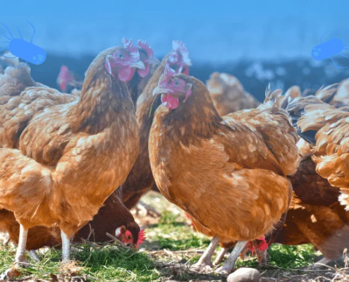 La Evolución del control de la Salmonella en el sector avícola de puesta