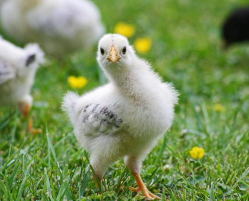 El entrenamiento inmunitario durante la recría clave para gallinas sanas y productivas