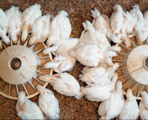 Una nueva molécula promete revolucionar la absorción de fósforo en la alimentación avícola