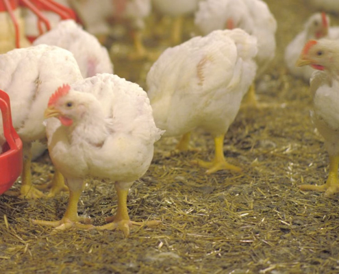 España suma otros 52.000 pollos afectados por la enfermedad de Newcastle y refuerza las medidas de control