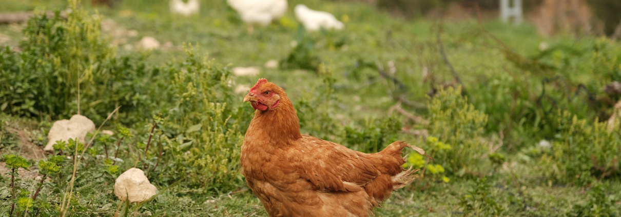 La inteligencia artificial (IA) ha dejado de ser una tecnología experimental para convertirse en una herramienta con aplicaciones reales a lo largo de la cadena de producción del pollo de engorde. Desde las incubadoras y las granjas hasta las plantas de procesado y la relación con el consumidor, los sistemas basados en IA están ayudando a mejorar la eficiencia, el bienestar animal, la seguridad alimentaria y la toma de decisiones. Esta transformación ya está en marcha. Así lo pusieron de manifiesto varios expertos durante el Chicken Marketing Summit 2026, celebrado del 27 al 29 de julio en el Innisbrook Resort de Palm Harbor, Florida. Walker Byrnes, ingeniero de investigación del Georgia Tech Research Institute; Joshua Gillespie, vicepresidente de ventas de Baader Food Systems; y Kevin Ryan, fundador y CEO de Malachite Strategy and Research, analizaron algunas de las aplicaciones que ya están modificando la industria avícola. Estas son cuatro áreas en las que la inteligencia artificial ya está teniendo un impacto directo. 1. Robots autónomos para mejorar el trabajo en las granjas La robótica es una de las aplicaciones más visibles de la inteligencia artificial en la producción de pollo. Un equipo del Georgia Tech Research Institute ha desarrollado un robot móvil capaz de localizar y recoger huevos puestos en el suelo mediante sistemas de visión artificial y modelos de IA generativa. El dispositivo combina un sistema de visión diseñado para identificar los huevos con modelos capaces de generar las acciones necesarias para desplazarse por la nave y realizar la recogida. Pero sus posibilidades van mucho más allá. La misma plataforma puede incorporar sensores ambientales para controlar parámetros como la temperatura, el dióxido de carbono y los niveles de amoníaco. También puede detectar problemas en los equipos, como obstrucciones en las líneas de bebederos, retirar animales muertos y favorecer la actividad de las aves dentro de la nave. Aunque el robot funciona de forma autónoma, Byrnes subrayó que todavía se trata de una plataforma de investigación y que no ha alcanzado la madurez necesaria para su implantación comercial generalizada. 2. Granjas de pollos con controles cada vez más inteligentes La gestión de las naves de pollos de engorde es otro de los ámbitos en los que la IA puede generar importantes mejoras. La próxima evolución pasa por combinar el historial de rendimiento de cada lote con los datos obtenidos en tiempo real por sensores instalados en las explotaciones. Variables como la temperatura, la humedad o el consumo de agua pueden analizarse conjuntamente para optimizar la gestión de cada nave. Sin embargo, la tecnología por sí sola no garantiza mejores resultados. Antes de incorporar sistemas avanzados de inteligencia artificial, los productores deben establecer objetivos y indicadores clave de rendimiento (KPI) claros. La calidad de los datos y la definición de aquello que se quiere mejorar son fundamentales para que la IA pueda generar recomendaciones útiles y aplicables a la producción. 3. La inteligencia artificial controla el procesado en tiempo real Las plantas de procesado avícola llevan varios años utilizando sistemas de inteligencia artificial, especialmente mediante tecnologías de visión artificial. Según Joshua Gillespie, estas soluciones llevan aproximadamente cinco o seis años presentes en las líneas de procesado y permiten analizar de forma continua aspectos relacionados con el rendimiento, el funcionamiento de los equipos, el estado de las aves y la posible presencia de materiales extraños. Una de sus principales ventajas es la capacidad de trabajar en tiempo real. En lugar de detectar un problema cuando ya ha afectado a la producción, los sistemas pueden identificar anomalías mientras están ocurriendo. Esta información permite actuar con mayor rapidez, anticiparse a posibles fallos y mejorar el mantenimiento de los equipos. La IA también abre la puerta a modelos predictivos capaces de identificar patrones y advertir de problemas antes de que se produzcan. El resultado es una mayor capacidad de control sobre las líneas de procesado y una mejora potencial tanto de la eficiencia como de la seguridad alimentaria. 4. La IA empieza a influir en lo que compra el consumidor El impacto de la inteligencia artificial no termina en la granja o en la planta de procesado. También está llegando al consumidor. Kevin Ryan considera que una de las principales aportaciones de la IA en el ámbito alimentario será reducir la dificultad que supone tomar decisiones de compra. Los consumidores pueden recurrir a asistentes de inteligencia artificial para crear listas de la compra, encontrar recetas o seleccionar productos en función de sus preferencias y necesidades. Esto plantea un nuevo escenario para las marcas de pollo. Si los consumidores comienzan a utilizar la IA como intermediaria para decidir qué productos comprar o qué recetas preparar, aparecer en las recomendaciones de estos sistemas puede convertirse en un nuevo objetivo para las estrategias de marketing. La cuestión es especialmente relevante porque todavía existe incertidumbre sobre cómo los modelos de IA seleccionan, interpretan y atribuyen los contenidos disponibles en internet. En este contexto, la inteligencia artificial puede convertirse en un nuevo intermediario entre las marcas y los consumidores. En un entorno saturado de información, los usuarios buscan filtros que simplifiquen sus decisiones y la IA está empezando a ocupar ese espacio. Una transformación que ya ha comenzado La inteligencia artificial no es una tecnología futura para la industria del pollo de engorde. Ya está presente en diferentes puntos de la cadena de suministro, desde robots autónomos y sistemas de control de las naves hasta las líneas de procesado y las herramientas que utilizan los consumidores. El siguiente paso será integrar todas estas capacidades y convertir los datos generados a lo largo de la cadena en decisiones más rápidas y precisas. Para el sector avícola, el reto ya no consiste únicamente en adoptar la IA, sino en determinar cómo utilizarla para mejorar la productividad, el bienestar animal, la seguridad alimentaria y la relación con el consumidor. El próximo Chicken Marketing Summit se celebrará del 26 al 28 de julio de 2027 en el Williamsburg Lodge de Williamsburg, Virginia, y volverá a analizar las tendencias que están marcando la evolución del marketing, el consumo y la cadena de valor del pollo.