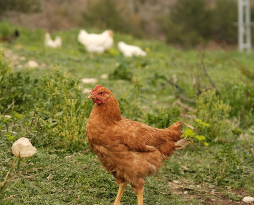 La inteligencia artificial (IA) ha dejado de ser una tecnología experimental para convertirse en una herramienta con aplicaciones reales a lo largo de la cadena de producción del pollo de engorde. Desde las incubadoras y las granjas hasta las plantas de procesado y la relación con el consumidor, los sistemas basados en IA están ayudando a mejorar la eficiencia, el bienestar animal, la seguridad alimentaria y la toma de decisiones. Esta transformación ya está en marcha. Así lo pusieron de manifiesto varios expertos durante el Chicken Marketing Summit 2026, celebrado del 27 al 29 de julio en el Innisbrook Resort de Palm Harbor, Florida. Walker Byrnes, ingeniero de investigación del Georgia Tech Research Institute; Joshua Gillespie, vicepresidente de ventas de Baader Food Systems; y Kevin Ryan, fundador y CEO de Malachite Strategy and Research, analizaron algunas de las aplicaciones que ya están modificando la industria avícola. Estas son cuatro áreas en las que la inteligencia artificial ya está teniendo un impacto directo. 1. Robots autónomos para mejorar el trabajo en las granjas La robótica es una de las aplicaciones más visibles de la inteligencia artificial en la producción de pollo. Un equipo del Georgia Tech Research Institute ha desarrollado un robot móvil capaz de localizar y recoger huevos puestos en el suelo mediante sistemas de visión artificial y modelos de IA generativa. El dispositivo combina un sistema de visión diseñado para identificar los huevos con modelos capaces de generar las acciones necesarias para desplazarse por la nave y realizar la recogida. Pero sus posibilidades van mucho más allá. La misma plataforma puede incorporar sensores ambientales para controlar parámetros como la temperatura, el dióxido de carbono y los niveles de amoníaco. También puede detectar problemas en los equipos, como obstrucciones en las líneas de bebederos, retirar animales muertos y favorecer la actividad de las aves dentro de la nave. Aunque el robot funciona de forma autónoma, Byrnes subrayó que todavía se trata de una plataforma de investigación y que no ha alcanzado la madurez necesaria para su implantación comercial generalizada. 2. Granjas de pollos con controles cada vez más inteligentes La gestión de las naves de pollos de engorde es otro de los ámbitos en los que la IA puede generar importantes mejoras. La próxima evolución pasa por combinar el historial de rendimiento de cada lote con los datos obtenidos en tiempo real por sensores instalados en las explotaciones. Variables como la temperatura, la humedad o el consumo de agua pueden analizarse conjuntamente para optimizar la gestión de cada nave. Sin embargo, la tecnología por sí sola no garantiza mejores resultados. Antes de incorporar sistemas avanzados de inteligencia artificial, los productores deben establecer objetivos y indicadores clave de rendimiento (KPI) claros. La calidad de los datos y la definición de aquello que se quiere mejorar son fundamentales para que la IA pueda generar recomendaciones útiles y aplicables a la producción. 3. La inteligencia artificial controla el procesado en tiempo real Las plantas de procesado avícola llevan varios años utilizando sistemas de inteligencia artificial, especialmente mediante tecnologías de visión artificial. Según Joshua Gillespie, estas soluciones llevan aproximadamente cinco o seis años presentes en las líneas de procesado y permiten analizar de forma continua aspectos relacionados con el rendimiento, el funcionamiento de los equipos, el estado de las aves y la posible presencia de materiales extraños. Una de sus principales ventajas es la capacidad de trabajar en tiempo real. En lugar de detectar un problema cuando ya ha afectado a la producción, los sistemas pueden identificar anomalías mientras están ocurriendo. Esta información permite actuar con mayor rapidez, anticiparse a posibles fallos y mejorar el mantenimiento de los equipos. La IA también abre la puerta a modelos predictivos capaces de identificar patrones y advertir de problemas antes de que se produzcan. El resultado es una mayor capacidad de control sobre las líneas de procesado y una mejora potencial tanto de la eficiencia como de la seguridad alimentaria. 4. La IA empieza a influir en lo que compra el consumidor El impacto de la inteligencia artificial no termina en la granja o en la planta de procesado. También está llegando al consumidor. Kevin Ryan considera que una de las principales aportaciones de la IA en el ámbito alimentario será reducir la dificultad que supone tomar decisiones de compra. Los consumidores pueden recurrir a asistentes de inteligencia artificial para crear listas de la compra, encontrar recetas o seleccionar productos en función de sus preferencias y necesidades. Esto plantea un nuevo escenario para las marcas de pollo. Si los consumidores comienzan a utilizar la IA como intermediaria para decidir qué productos comprar o qué recetas preparar, aparecer en las recomendaciones de estos sistemas puede convertirse en un nuevo objetivo para las estrategias de marketing. La cuestión es especialmente relevante porque todavía existe incertidumbre sobre cómo los modelos de IA seleccionan, interpretan y atribuyen los contenidos disponibles en internet. En este contexto, la inteligencia artificial puede convertirse en un nuevo intermediario entre las marcas y los consumidores. En un entorno saturado de información, los usuarios buscan filtros que simplifiquen sus decisiones y la IA está empezando a ocupar ese espacio. Una transformación que ya ha comenzado La inteligencia artificial no es una tecnología futura para la industria del pollo de engorde. Ya está presente en diferentes puntos de la cadena de suministro, desde robots autónomos y sistemas de control de las naves hasta las líneas de procesado y las herramientas que utilizan los consumidores. El siguiente paso será integrar todas estas capacidades y convertir los datos generados a lo largo de la cadena en decisiones más rápidas y precisas. Para el sector avícola, el reto ya no consiste únicamente en adoptar la IA, sino en determinar cómo utilizarla para mejorar la productividad, el bienestar animal, la seguridad alimentaria y la relación con el consumidor. El próximo Chicken Marketing Summit se celebrará del 26 al 28 de julio de 2027 en el Williamsburg Lodge de Williamsburg, Virginia, y volverá a analizar las tendencias que están marcando la evolución del marketing, el consumo y la cadena de valor del pollo.