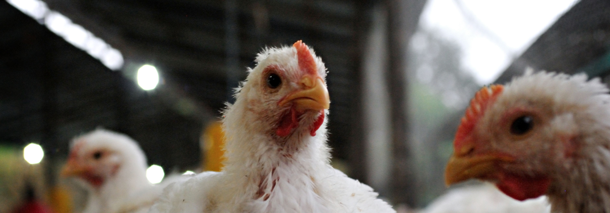coccidiosis en pollos de engorde