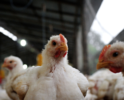 coccidiosis en pollos de engorde