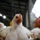 coccidiosis en pollos de engorde