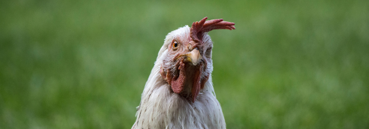 Ayuno previo al sacrificio de pollos